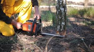 Best Storm Damage Tree Cleanup  in Milan, NM